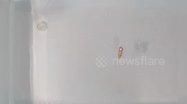 Switzerland: Robot Boats Zip Across Water Like Insects, Feeding Fish with Edible, Eco-Friendly Design