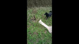 Brave black dog fights to stop cobra from entering the house