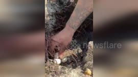 US: Record Iguana Egg Haul Shocks Florida Homeowner And Saves Neighborhood From Invasion