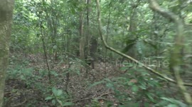 Uganda: Chimpanzees Stun Scientists With Tribal Drumming That Mirrors Human Music