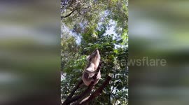 Koala bear flexes his deep growl as mating season begins