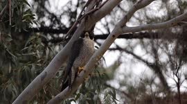 Rare sight of a Peregrine falcon overseeing it's gorgeous down feathered offspring on a decommissioned granite quarry cliff edge, Central Victoria, Australia.