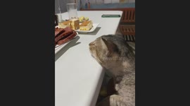 Hungry pet cat stares longingly at food on table