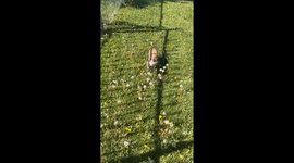 Dog cheekily nibbles dandelions before running off in Kearns, Utah, USA