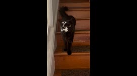 Sally the vitiligo kitty—A stunning transformation captures TikTok’s heart