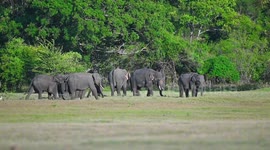 wo wild elephants engaged in a fierce battle that lasted for four to five days.