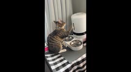 Cat Paws at Machine for Food