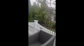 Blue Jay Steals a Smoke