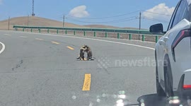 Fur-ocious road rage as marmots scuffle on tarmac holding up traffic