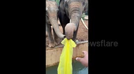 Elephant picks up trash thrown by zoo goer and rewarded with pumpkin by keeper