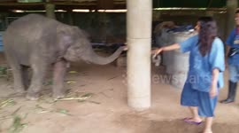 Young elephant high-fives tourist in Thailand
