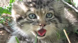 Beautiful Pallas's cat kittens in natural environment