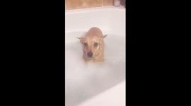 Funny Dog Loves to Take a Bubble Bath Video
