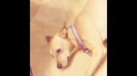 Funny Dog Loves being Blow Dried Video