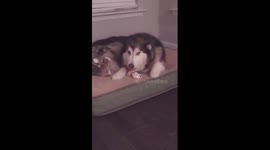 Alaskan Malamute Dog Protecting Bone Video
