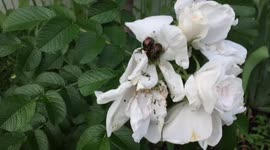 Japanese beetle high-fives YouTuber on camera