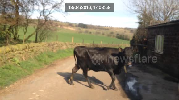 This cow does not respect the rules of the road