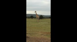 Giraffe on a morning stroll