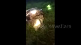 Python swallows 40 kilogram goat in China