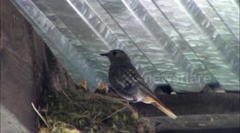 Gray wagtail feeding babys