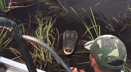 Allegator feels relaxed with a tourist guide