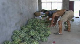 Farmers in China grow 'bouncy' watermelons