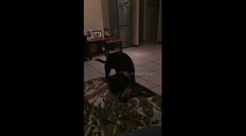 Our doberman pincher going to bed - wrapped up tightly