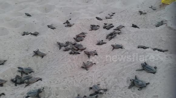 Dozens of baby sea turtles hatch on Florida beach - Buy, Sell or Upload ...