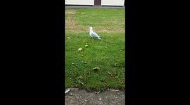 Seagull 