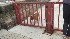 Dog fails at fitting bottle through gate