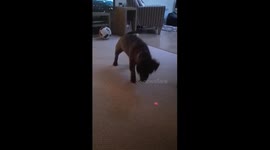 Red dot dog