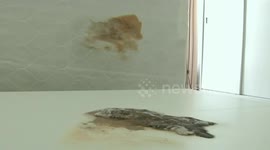 武汉：情侣租住公寓半年床垫下发现死猫 已被压成一张纸片