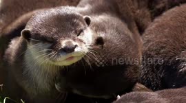 Adorable otters hug and kiss