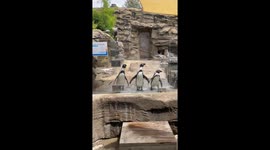 Penguin feeding at Indiana zoo melts hearts in sweet couple’s day out