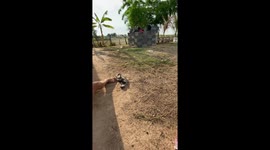 Affectionate dog climbs all over boy relaxing in hammock