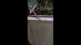 Free-roaming Bengal cats climb house wall in China