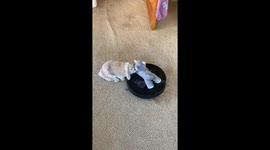 Bunny Has Some Fun on Roomba