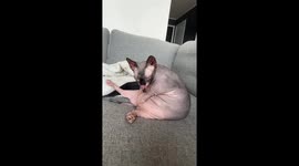 Corpulent Bambino Cat Has Couch Groom Session