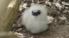 Fluffy Tropicbird Chick Stretches Into Life on Midway Atoll