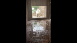 Polar Bear Pounces at Camera