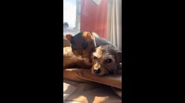 Rescued dog contemplates life with her cat friend