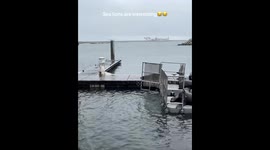 Sea lion draws a crowd, then hurls in front of everyone