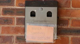 Blue tit family set up home in ashtray outside village hall