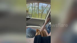 Delighted kid surprised with six goslings - after pet goose died