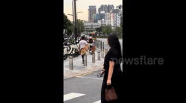 Dogs leap over bollards in sync whilst on walk with owner