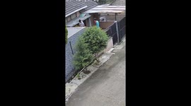 Children attacked by wasps in Arjasari, Bandung, Indonesia