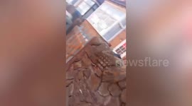 London bus drivers refuse to lower the ramps for disabled child 