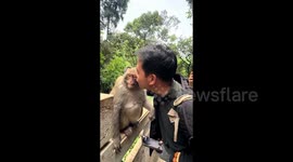 Wild monkey 'shy' after foolish tourist repeatedly kisses it on head
