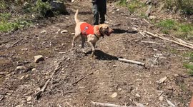 K9 Koda, Warden Voter Locate Missing Toddler in Maine Woods