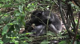Uganda: Chimpanzees Use Medicinal Leaves to Perform First Aid in Uganda Forest